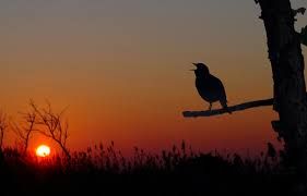 Un’alba sconosciuta