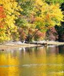 Riflessi d�autunno
