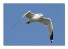 Albatro