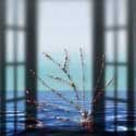 Adesso