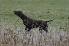 Al bracco (caccia)
