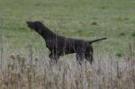 Al bracco (caccia)