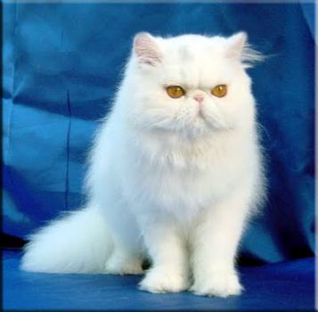 Bianco