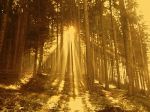 E' nel silenzio la pace
