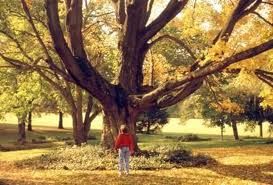Autunno