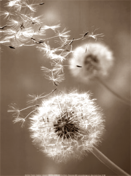 Crescer� nei tuoi sogni