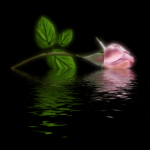 Rosa di luna