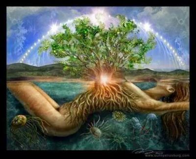 Vecchio albero
