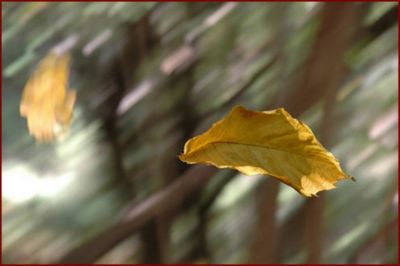 Malinconia d' autunno