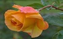 Rosa gialla