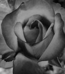 Petali d’inchiostro