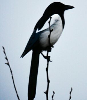 Paura
