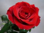 Fiore