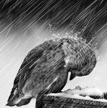 Diluvio
