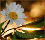 Il bianco fiocco