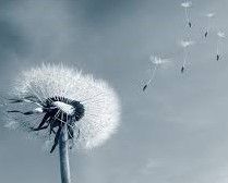 Nu susc� �e viento