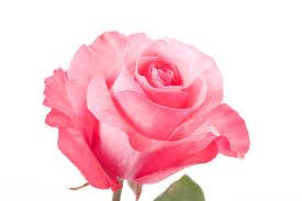 Rosa sbiadita