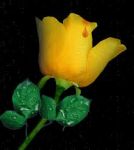 ''Il fiore della gelosia''
