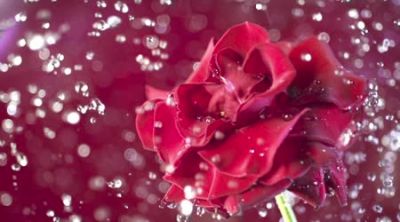 Coltiva la tua rosa