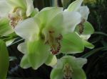 Orchidea Verde
