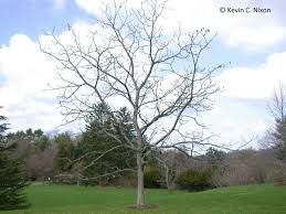 L�albero