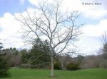 L�albero