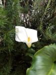 Visione d�amore
