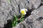 IL fiore della speranza