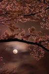 Voce di notte