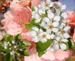 E se i fiori potessero parlare!