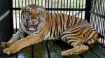 La tigre imprigionata