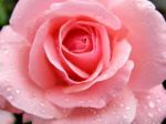 Una rosa per te