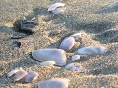 Bagagli di mare