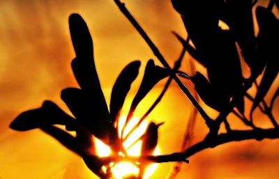 Un'unica luce