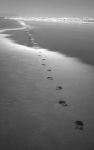 Orme