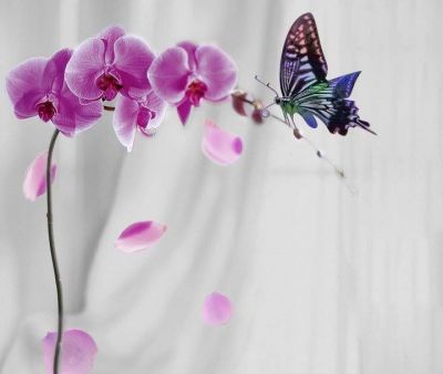 Amare