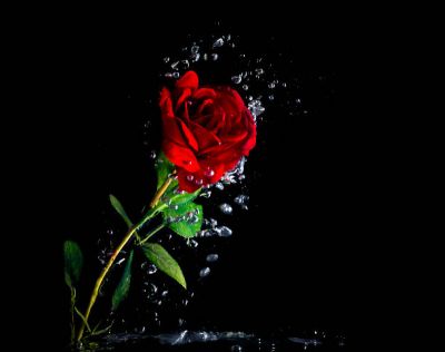 Rosa d�autunno