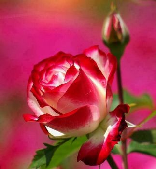 Come rosa