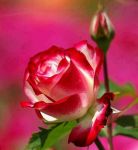 Come rosa