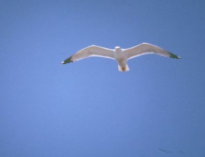 Perdersi