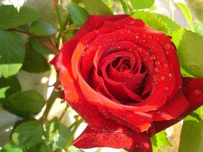 Profumo d' amore