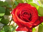 Profumo d' amore