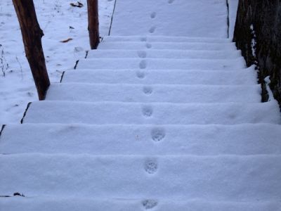L'inverno scrive orme