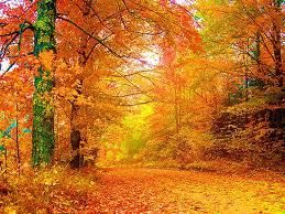 Foglie gialle d’autunno