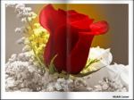 Petali d'organza