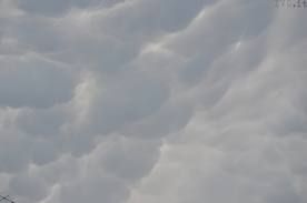 Velature di grigio