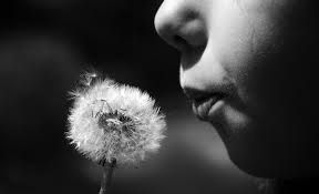 Luce