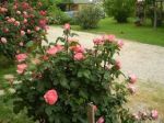 Rose di maggio
