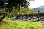 Fiori d�autunno