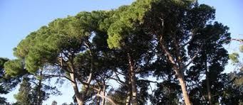Il pino malato